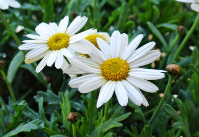 Margherita - margherita-scelte-per-te