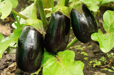 Pianta della Melanzana - melanzana