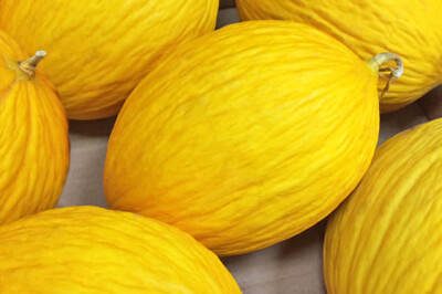 Melone Giallo Invernale - Melone Giallo