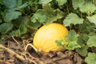 Pianta del Melone - melonegiallo562x375