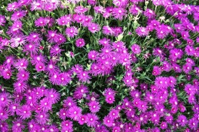 Mesembriantemo - mesembriantemo