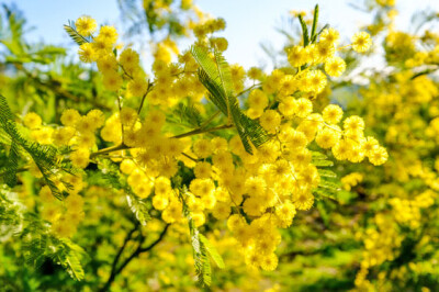 Mimosa - mimosa-sito