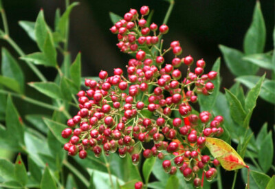 Nandina - nandina