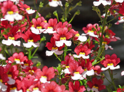Nemesia - nemesia-scelte-per-te-giardino