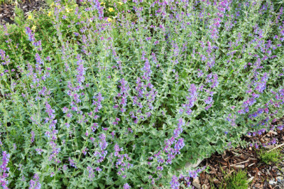 Nepeta - nepeta-scelte-per-te-giardino
