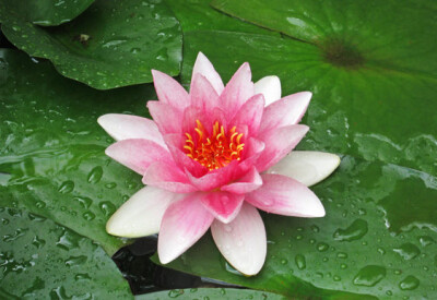 Ninfea - ninfea-scelte-per-te-giardino