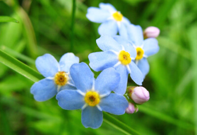 Non ti scordar di me (Myosotis) - non-ti-scordar-di-me-scelte-per-te