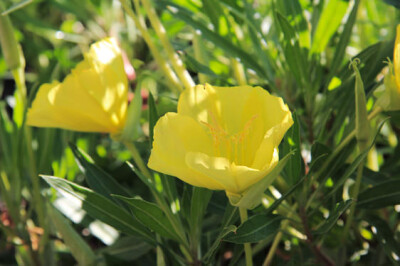 Oenothera Missouriensis - oenothera-missouriensis