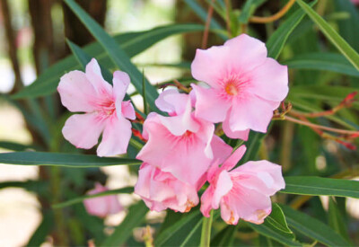 Oleandro - oleandro-scelte-per-te-giardino