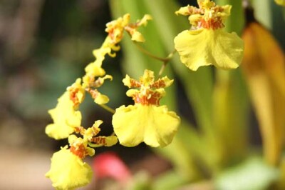 Orchidea Oncidium - orchidea-oncidium