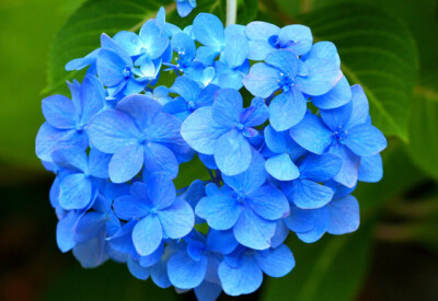 Ortensia - ortensia-scelte-per-te-conad