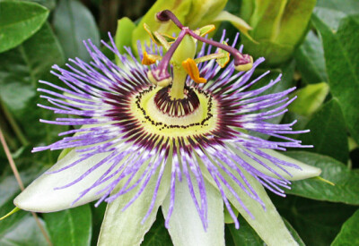 Passiflora - passiflora-scelte-per-te