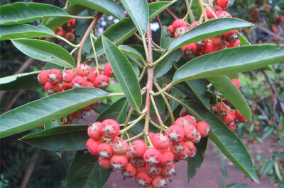 Photinia Davidiana - photinia-davidiana