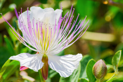 Pianta del Cappero - pianta-cappero