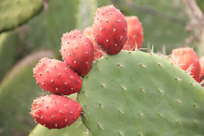 Pianta del Fico d'India - pianta-fico-dindia