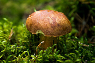 Fungo - pianta-funghi