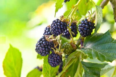 Pianta della mora - pianta-more