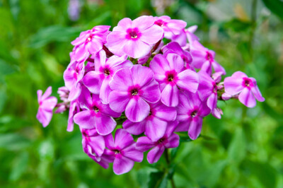 Phlox - pianta-phlox