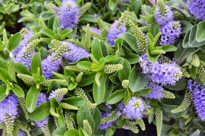 Veronica Hebe - pianta-veronica-hebe