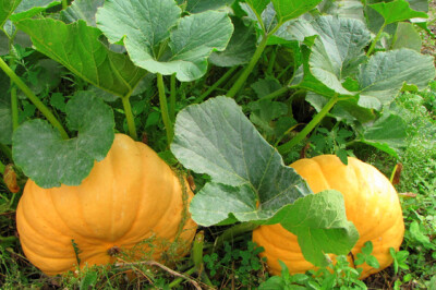 Pianta della Zucca - pianta-zucca