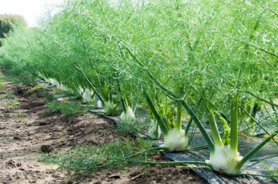 Pianta del Finocchio - piantafinocchio