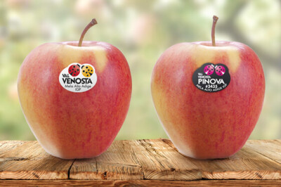 Mela Pinova - Mela Pinova