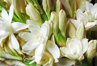 Polianthes - polianthes-scelte-per-te