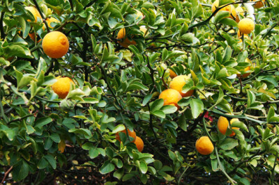 Ponciro - ponciro-scelte-per-te