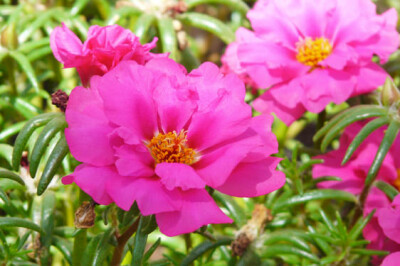 Portulaca - portulaca-scelte-per-te