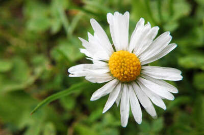 Pratolina - pratolina-scelte-per-te-giardino
