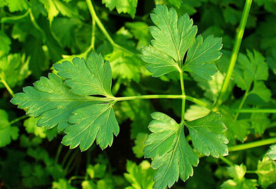 Prezzemolo - prezzemolo-scelte-per-te-giardino