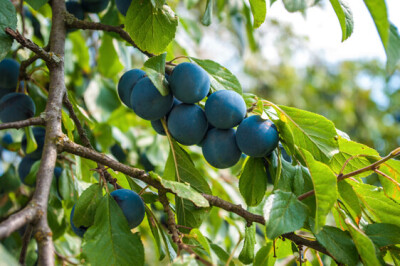 Susino o Prugno europeo - prugno