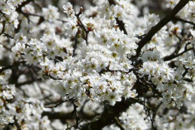 Prugnolo - prugnolo-scelte-per-te-giardino