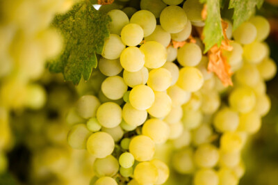 Uva Bianca Regina - Uva bianca Regina