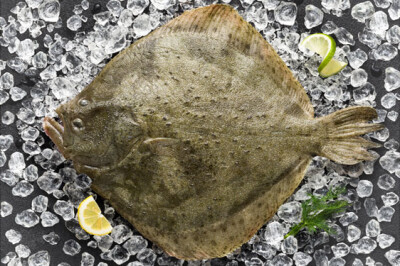 Rombo - rombo-scelte-per-te-pescheria