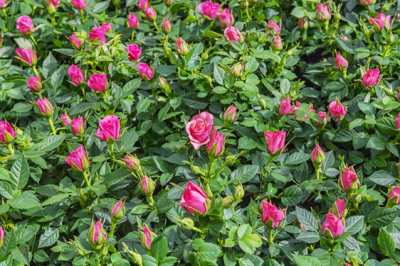 Rosa Kordana - rosa-kordana