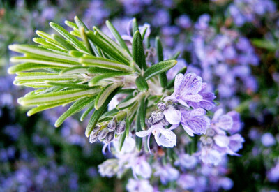 Rosmarino - rosmarino-scelte-per-te