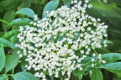 Sambuco - sambuco-scelte-per-te-giardino
