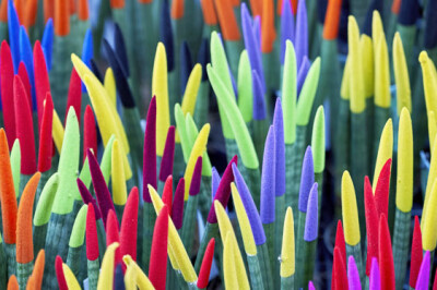 Sansevieria - sansevieria