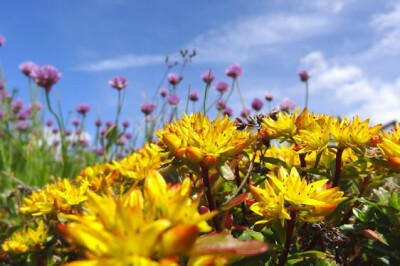 Sedum - sedum-scelte-per-te