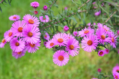 Pianta del Settembrino - settembrino