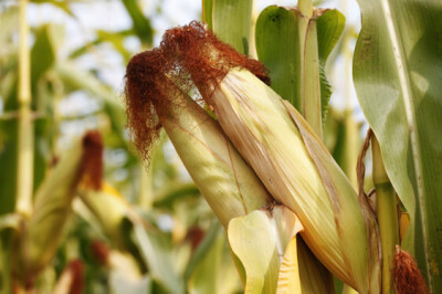 Pianta del Mais - spiga