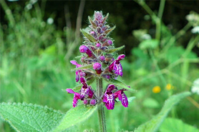 Stachys - stachys-scelte-per-te