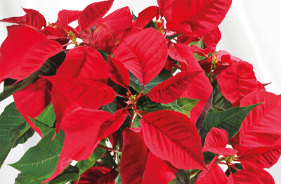 Stella di Natale - stella-di-natale-dettaglio