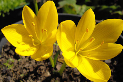 Sternbergia - sternbergia-scelte-per-te-giardino