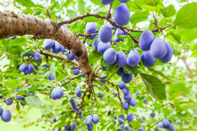 Susina Stanley - Susina Stanley