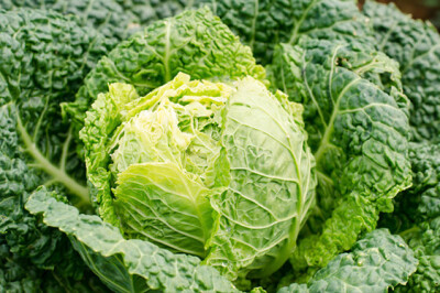 Verza Nera - Verza Nera