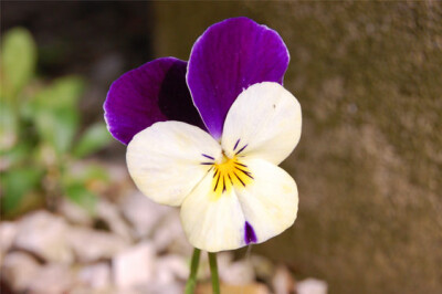 Viola Cornuta - viola-cornuta-scelte-per-te